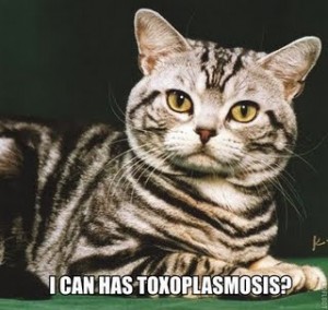 LOLCAT2 LOLCATS meme, is it free will? Or is it Toxo?