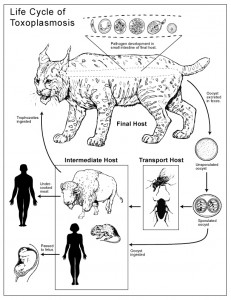 toxoplasmosis Toxo's lifecycle, not recommended for pregnant women
